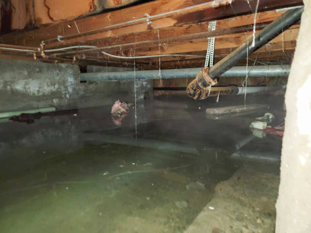 Best Water damage restoration near me  in Willow Springs, MO