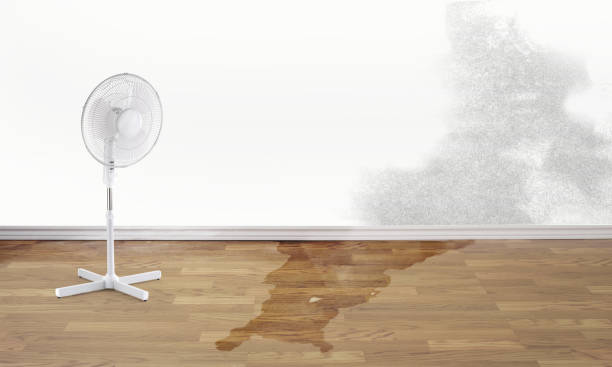 Best Water damage contractors near me  in Willow Springs, MO